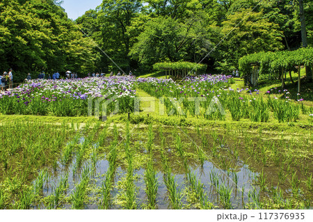 東京都　小石川後楽園　稲田と菖蒲田の花ショウブ　国の特別史跡 117376935