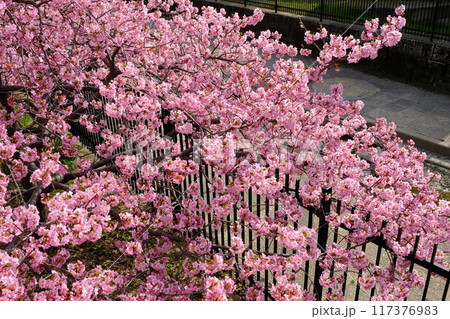 京都淀水路の春 京都淀水路の春 117376983