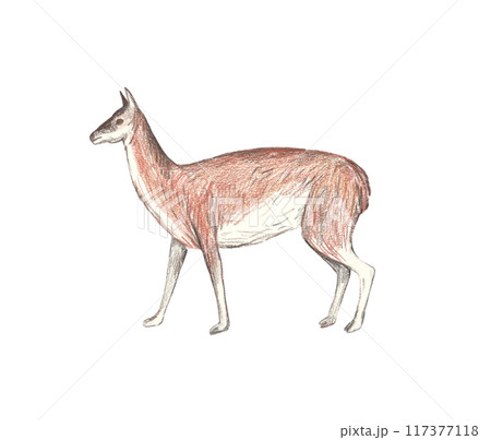 Llama sketch, isolated on white background. Colored hand-drawn pencils illustration. 117377118