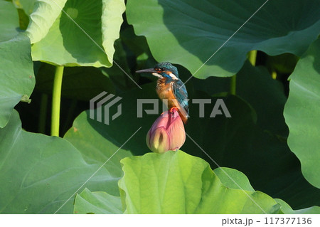 埼玉県比企郡川島町下八ツ林平成の森公園 蓮池の古代ハスのツボミにとまるカワセミ 埼玉県比企郡川島町下八ツ林平成の森公園 蓮池の古代ハスのツボミにとまるカワセミ 117377136