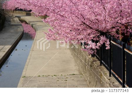 天神橋から見た早春の淀水路 117377143