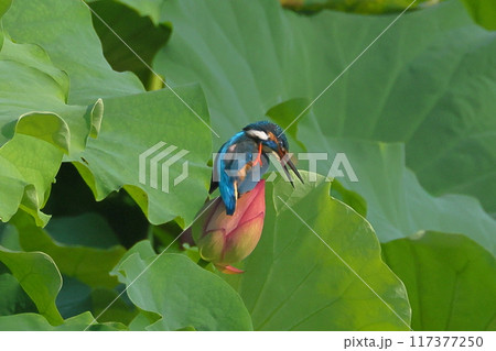 埼玉県比企郡川島町下八ツ林平成の森公園　蓮池の古代ハスのツボミにとまり羽繕いするカワセミ 117377250