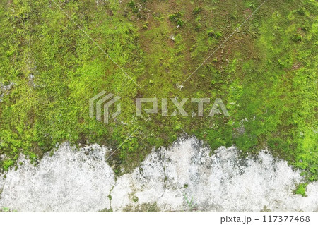 Close up of green moss texture on wall  117377468