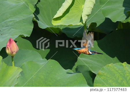 埼玉県比企郡川島町下八ツ林平成の森公園 蓮池の古代ハスの中を飛ぶカワセミ 埼玉県比企郡川島町下八ツ林平成の森公園 蓮池の古代ハスの中を飛ぶカワセミ 117377483