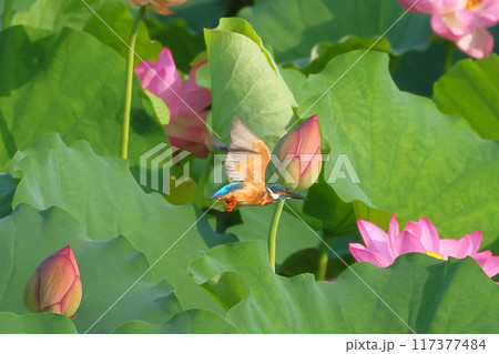 埼玉県比企郡川島町下八ツ林平成の森公園 蓮池の古代ハスの中を飛ぶカワセミ 埼玉県比企郡川島町下八ツ林平成の森公園 蓮池の古代ハスの中を飛ぶカワセミ 117377484