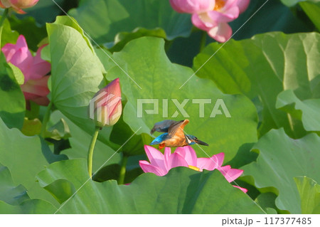 埼玉県比企郡川島町下八ツ林平成の森公園 蓮池の古代ハスの中を飛ぶカワセミ 埼玉県比企郡川島町下八ツ林平成の森公園 蓮池の古代ハスの中を飛ぶカワセミ 117377485