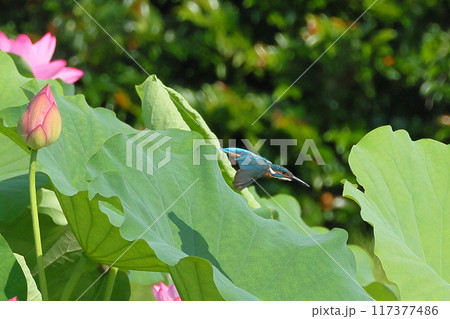 埼玉県比企郡川島町下八ツ林平成の森公園 蓮池の古代ハスの中を飛ぶカワセミ 埼玉県比企郡川島町下八ツ林平成の森公園 蓮池の古代ハスの中を飛ぶカワセミ 117377486