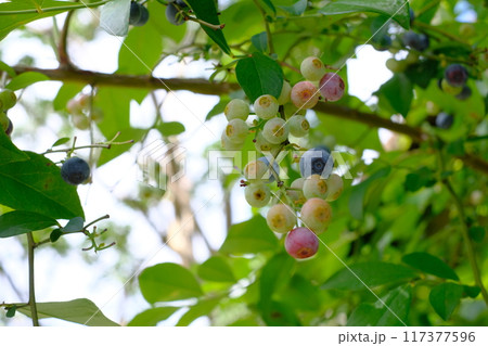 熟す前のブルーベリーの実 117377596