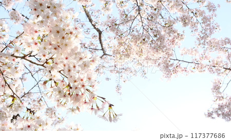 青空へ抜く桜の爽やかなイメージ 117377686