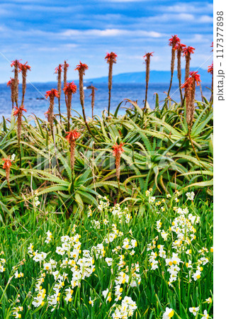 爪木崎 水仙まつり 美しい水仙とアロエと海 (静岡県下田市) 爪木崎 水仙まつり 美しい水仙とアロエと海 (静岡県下田市) 117377898