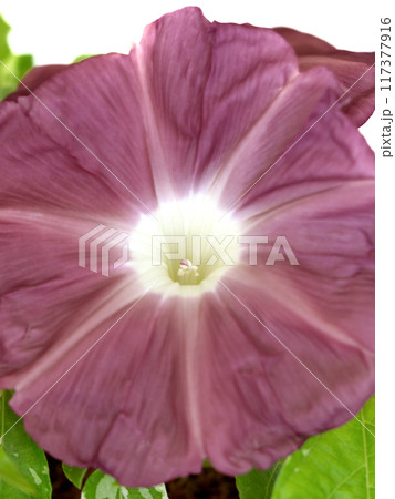 アサガオの花 117377916