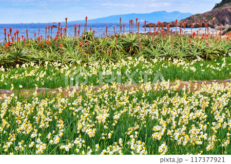 爪木崎 水仙まつり 美しい水仙とアロエと海 (静岡県下田市) 爪木崎 水仙まつり 美しい水仙とアロエと海 (静岡県下田市) 117377921