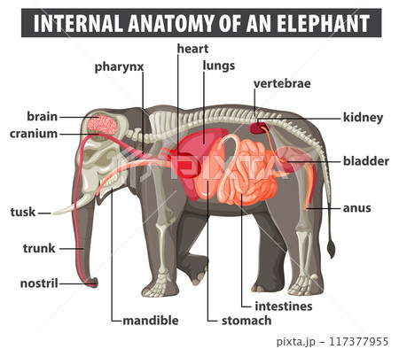 Internal Anatomy of an Elephant 117377955