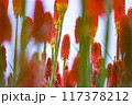 群生するトリトマ 117378212