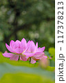 蓮の花のある風景 117378213