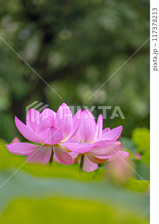 蓮の花のある風景 蓮の花のある風景 117378213