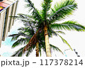 ヤシの木 117378214