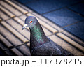 鳩のいる風景 117378215