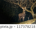 夜出会ったオスの鹿 117378218