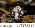 苔むした鹿の骨 117378219