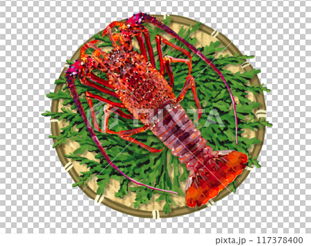 Spiny lobster (1 tail) with colander and cypress leaves 117378400