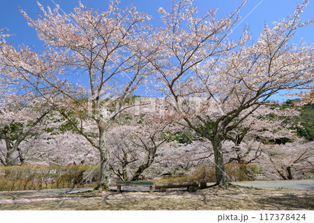 春の和らぎの道のベンチ 春の和らぎの道のベンチ 117378424