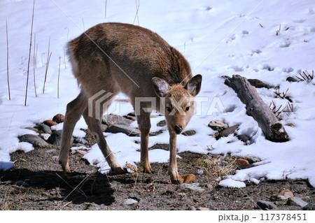 野生のエゾシカ 117378451