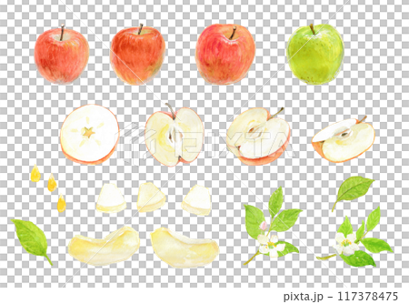 水彩絵の具で描いたりんご 117378475