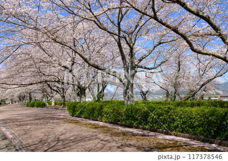 春の和らぎの道 117378546