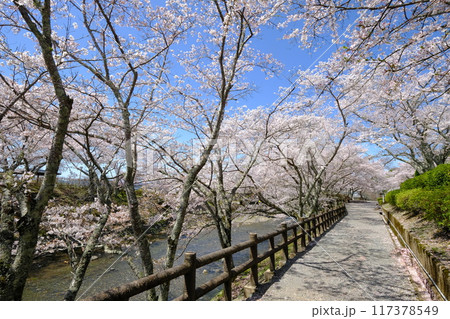 春の七谷川沿いの和らぎの道 117378549