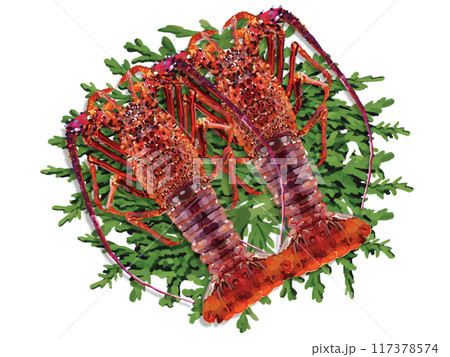 伊勢海老（2尾）ヒノキの葉付き 117378574