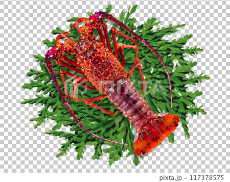 Spiny lobster (1 piece) with cypress leaves Spiny lobster (1 piece) with cypress leaves 117378575