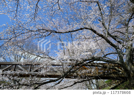 七谷川のふれあい橋 七谷川のふれあい橋 117378608