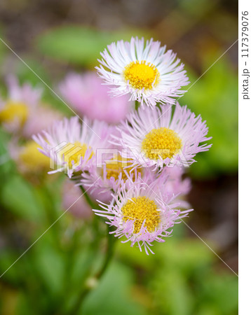 淡い桃色のハルジオン 117379076