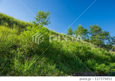 青空と緑の草木 清涼な夏景色 青空と緑の草木 清涼な夏景色 117379852