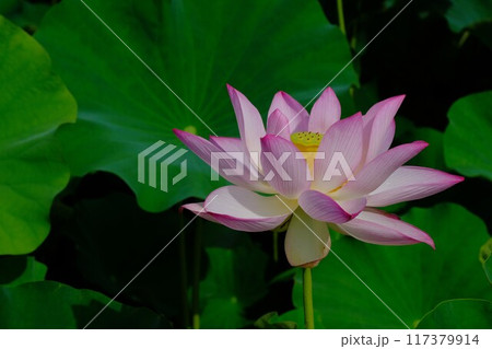 奈良藤原京跡の蓮の花 奈良藤原京跡の蓮の花 117379914