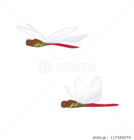飛んでいる横向きの赤トンボのイラスト 117380074