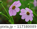 コスモスの花 117380089