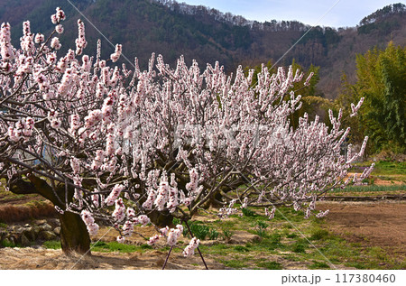 長野県 あんずの里 あんずの花 長野県 あんずの里 あんずの花 117380460