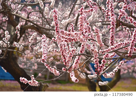 長野県 あんずの里 あんずの花 長野県 あんずの里 あんずの花 117380490