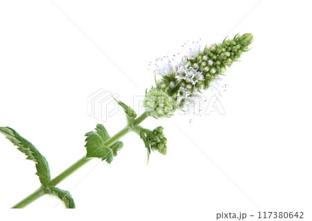 Spearmint (Mentha spicata) also known as garden mint, common mint isolated on white background 117380642