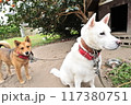 白いイヌと茶色いイヌ 117380751