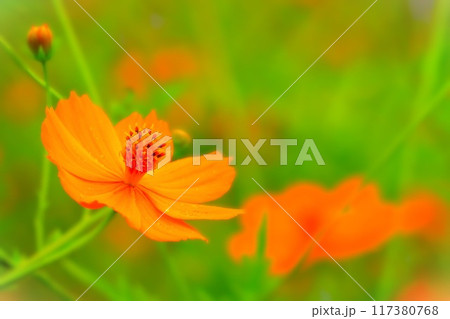 鮮やかなオレンジ色の黄花コスモス 鮮やかなオレンジ色の黄花コスモス 117380768