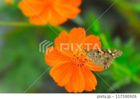 蜜を吸う蝶々と黄花コスモス 蜜を吸う蝶々と黄花コスモス 117380926