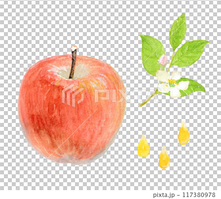 Image of an apple painted with watercolors 117380978