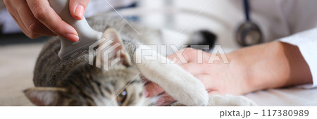 Woman veterinarian making ultrasound diagnosis for cat in vet clinic 117380989