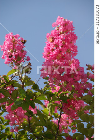 a crape myrtle flower / 紅いサルスベリの花（クローズアップ接写） 117381073