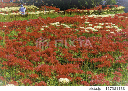彼岸花に囲まれて 117381188