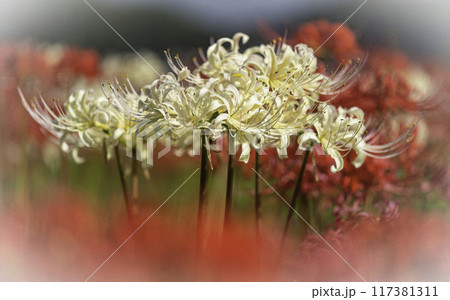 白い彼岸花咲く 117381311