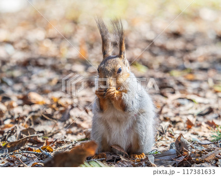 Squirrel in autumn or spring with nut on the green grass with fallen yellow leaves 117381633